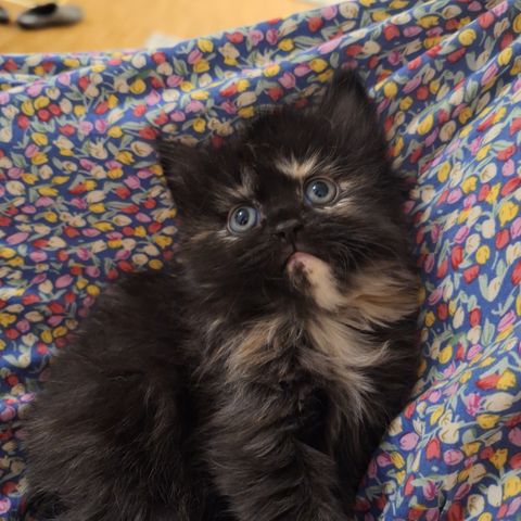 Kattunge langhåret jente (mor sibirsk og skog katt blanding)