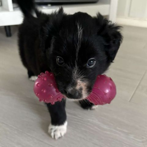 Border collie valp