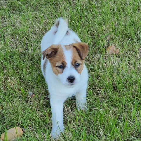 NKK-registrerte Jack Russell Terrier valper