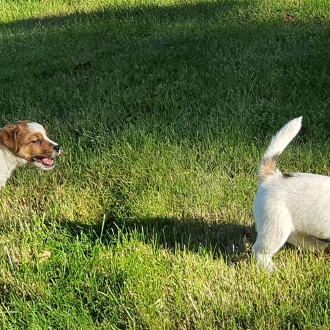 NKK-registrerte Jack Russell Terrier valper