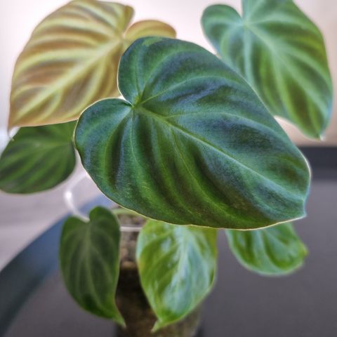 Philodendron Verrucusom