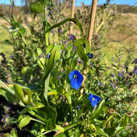 Himmelblomst, staude selges