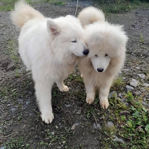 Samojed valp