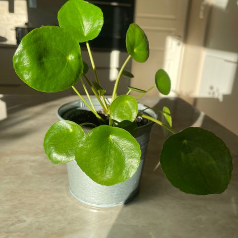 plante elefantøre pilea peperomioides🪴🌷💚