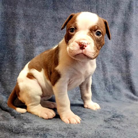 Alapaha blue blood bulldog valper