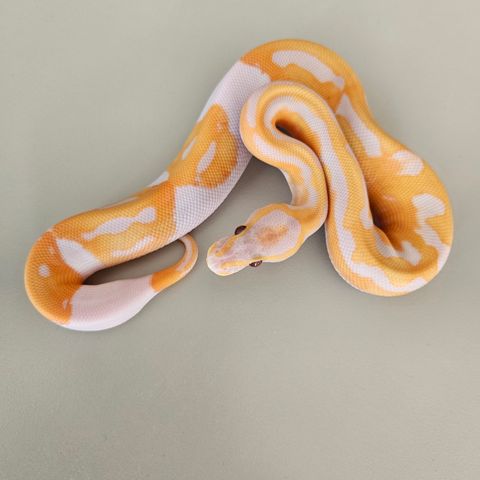 Kongepyton 1.0 Dreamsicle (lavender albino)