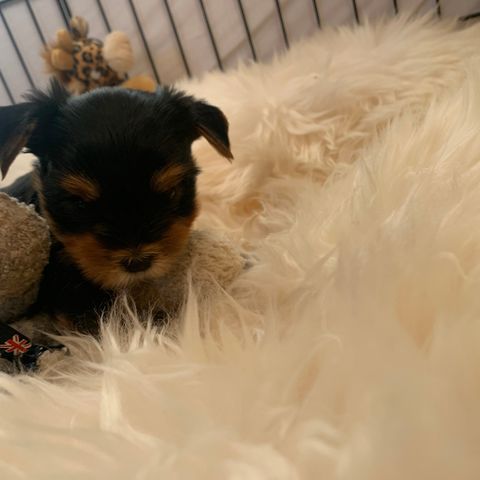 3 friske fine Yorkshire Terrier valper hanner til salg