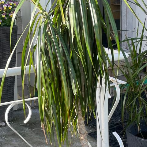 Palme uten potte plante