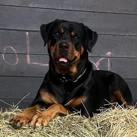 Rottweiler blandings valper ventes rundt 13 okt ♥️