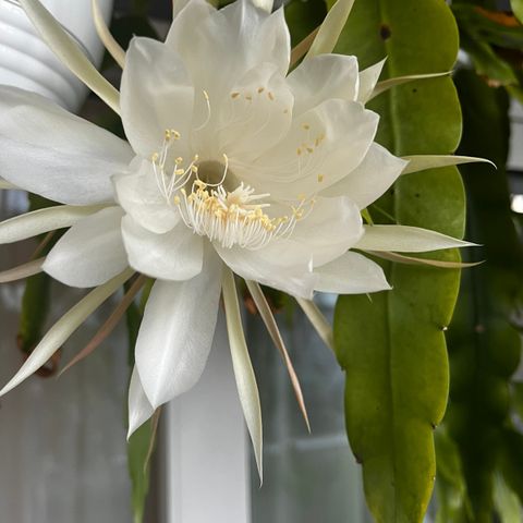 Epiphyllum Thai Alibaba