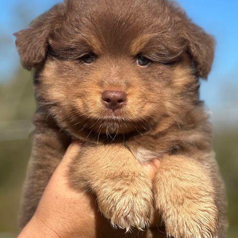 Finsk Lapphund