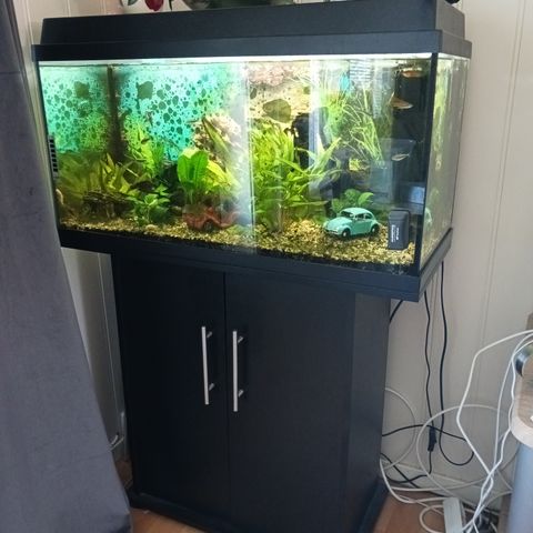 Aqvarium Juwel 110 l med fisk og utstyr