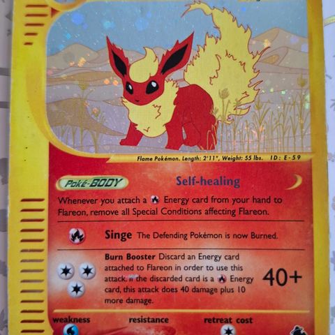 Flareon H7 Pokemon Skyridge