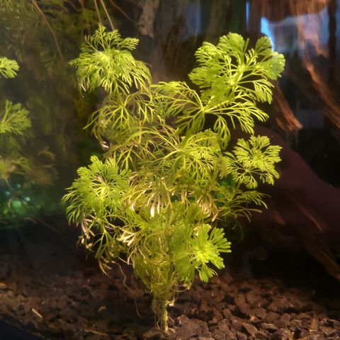 Limnophila sessiliflora