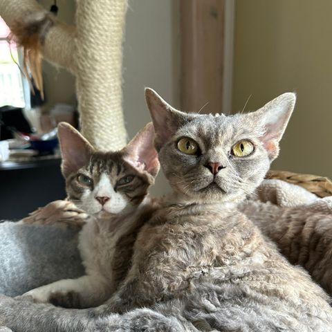 Devon Rex jente