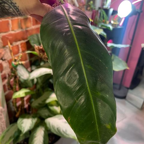 Philodendron patricie