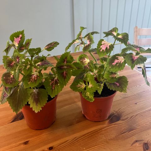 2 coleus gis bort (praktspragle)