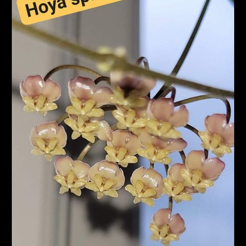 Hoya planter