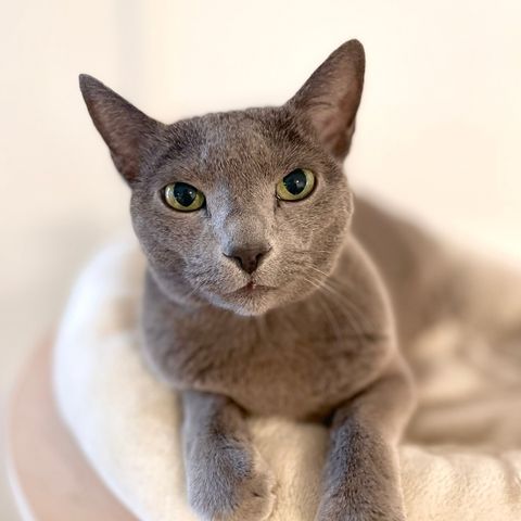 Rasekatt Russian blue han katt søker nytt hjem.