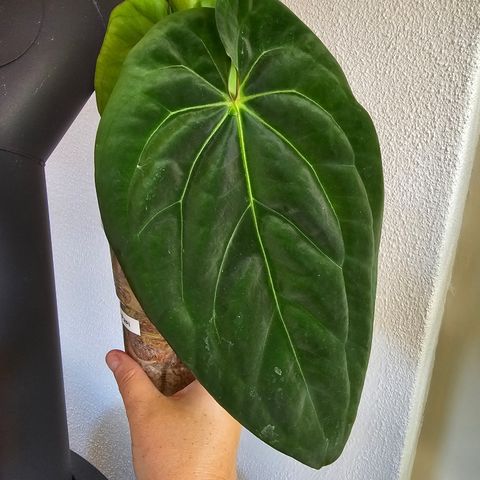 Anthurium Bigfoot X Blue Papillilaminum