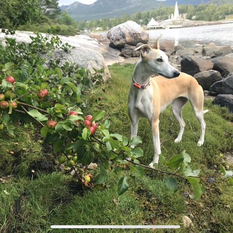 Nydelig whippet tispe 2 år trenger nytt hjem