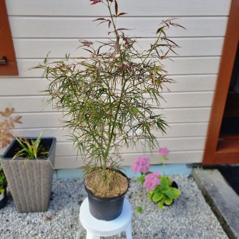 Acer palmatum.  Japansk lønn