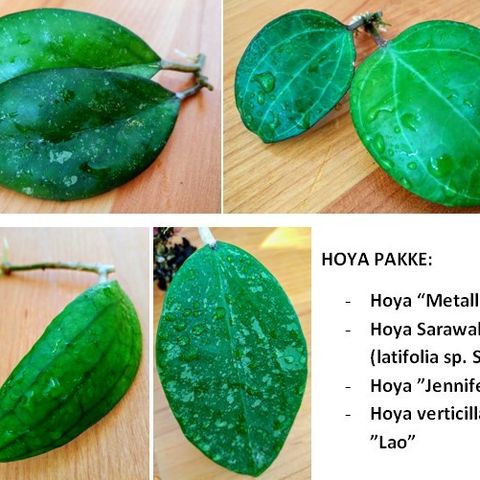 Hoya pakke