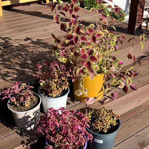 Coleus selges billig