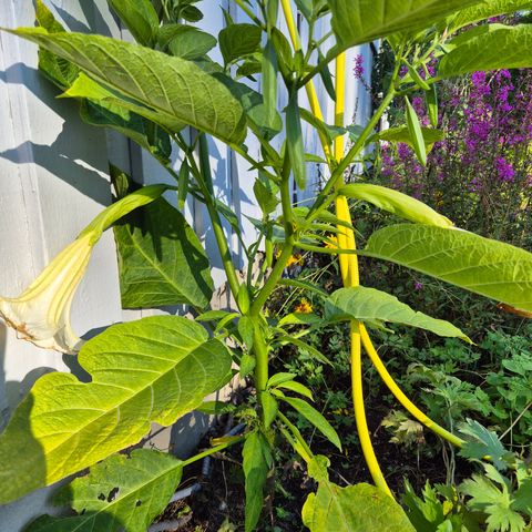 Engletrompet brugmansia