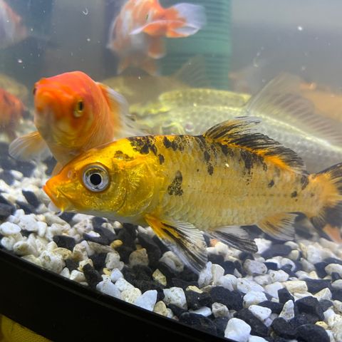 Koi fisk