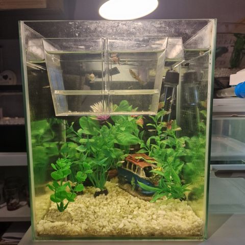 Nano akvarie 20L