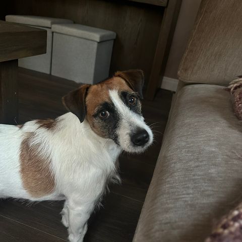 Jack russel hannhund omplasseres