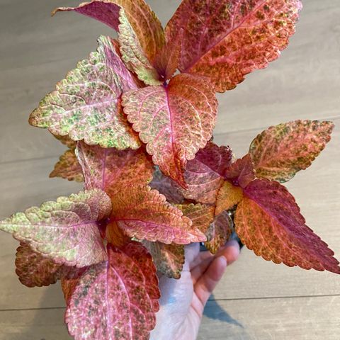 Coleus NN Peach Melba