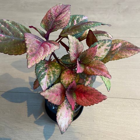 Coleus Yes Mistress