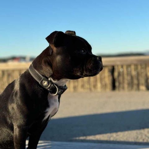 Staffordshire bull terrier tispe (NKK)