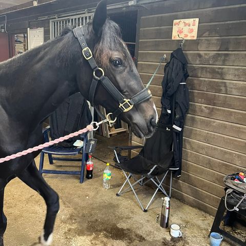 Søker forrytter og hjelp med ung hester