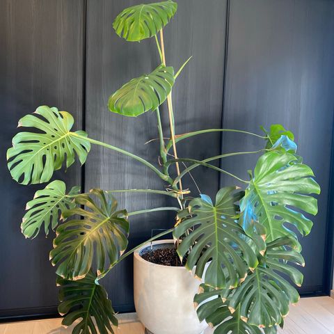 Monstera