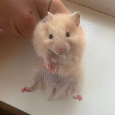 Hamsteriet hamsteroppdrett har en ledig syrisk hamster jente