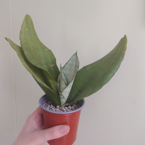 Sansevieria "Moonshine" sukkulent