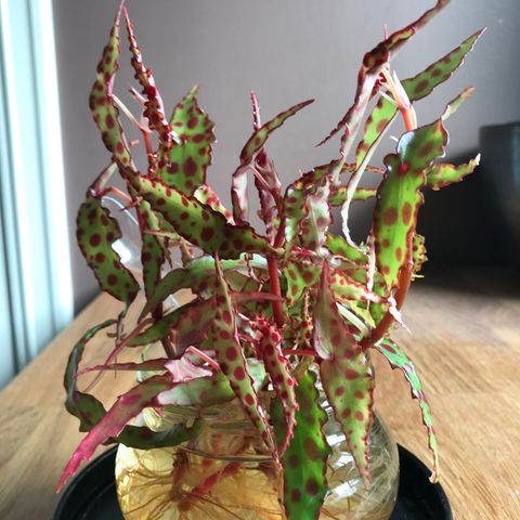 Begonia amphioxus stiklinger, sjelden plante