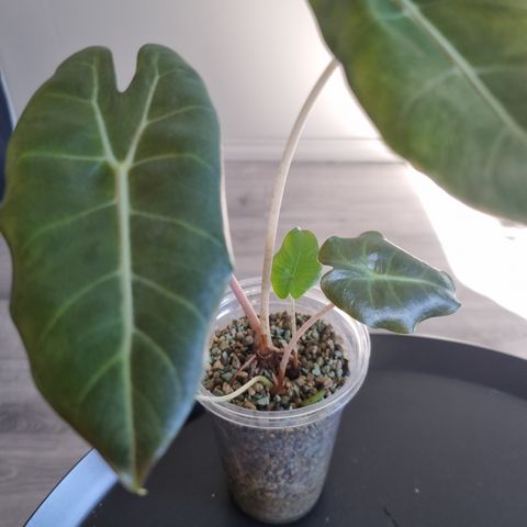 Alocasia Pink Princess