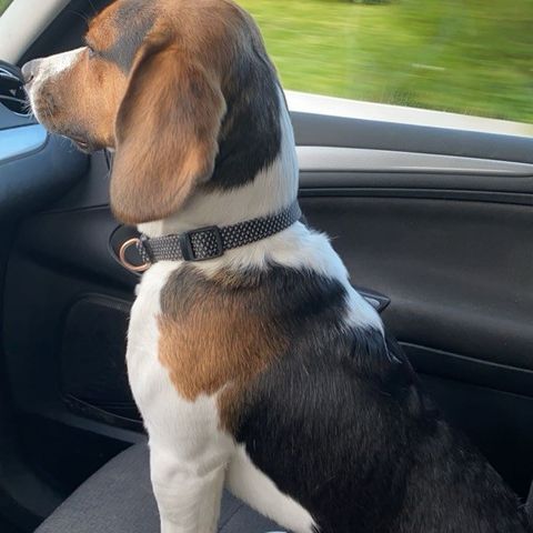 Beagle søker omplassering