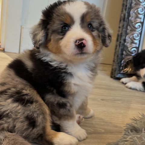 Miniature American Shepherd