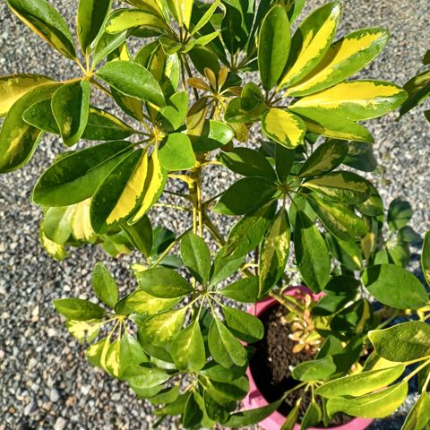 Schefflera Paraplyplante