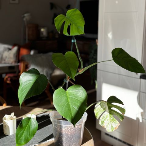 Monstera variegata albo