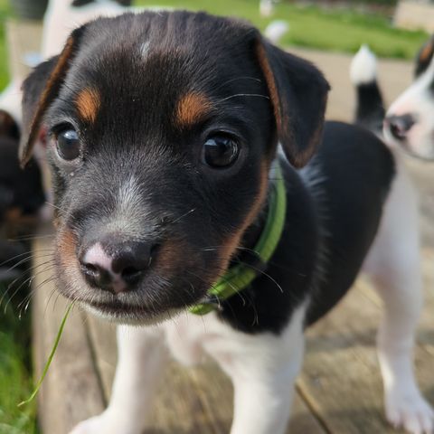 Nydelige Dansk svensk gårdshund gutte valper