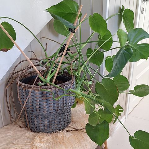 Stor Monstera plante