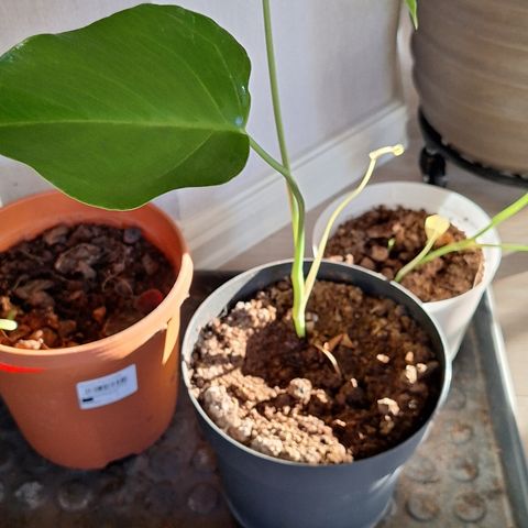 Monstera avleggere 4 stk