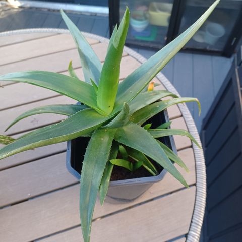 Aloe sukkulent