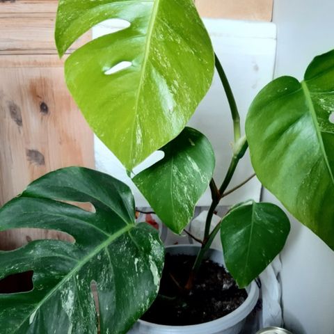 Monstera werigata hele plante